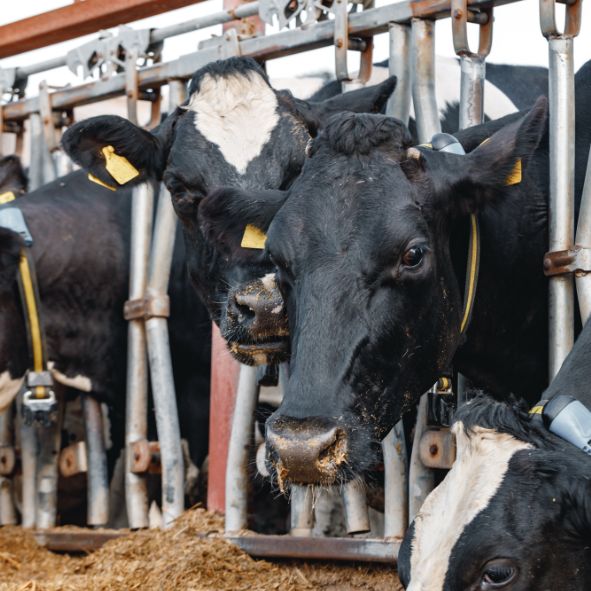 Het belang van een goed ligbed voor melkproductie en klauwgezondheid bij melkvee